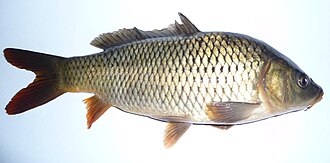 Carp