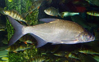 Bream